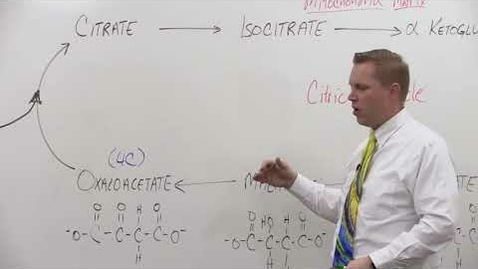 Thumbnail for entry Bio180 Citric Acid  Cycle