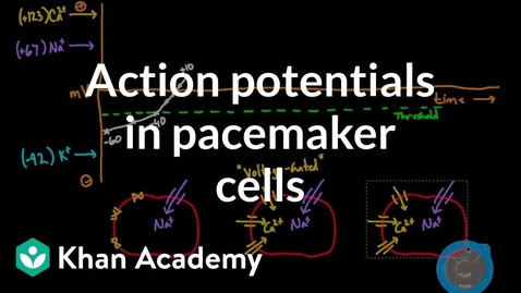 Thumbnail for Action Potentials in Pacemaker Cells | Circulatory System Physiology