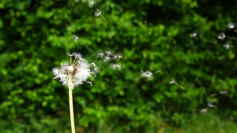 Thumbnail for Dandelions in the Wind..... Slow Motion
