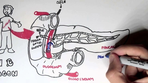Thumbnail for Insulin and Glucagon Overview