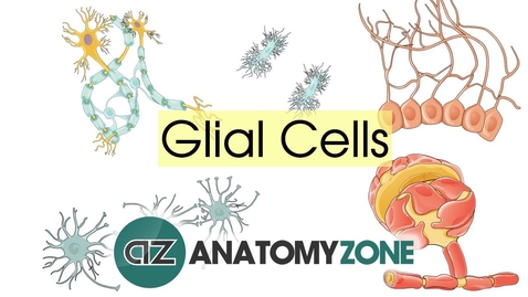 Thumbnail for entry Glial Cells - Neuroanatomy Basics