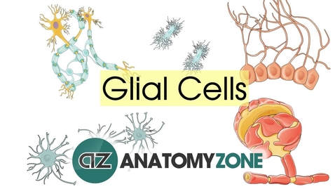 Thumbnail for Glial Cells - Neuroanatomy Basics