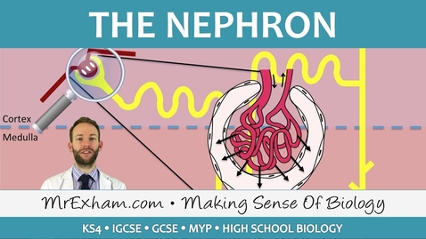 Thumbnail for The Nephron - Ultrafiltration and Selective Reabsorption - GCSE Biology (9-1)