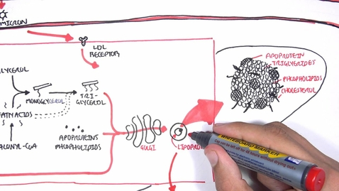 Thumbnail for entry Physiology of Lipoproteins Cholesterol