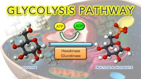 Thumbnail for Steps of Glycolysis Reactions Explained - Animation - SUPER EASY