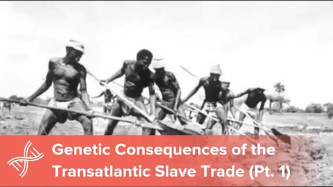 Thumbnail for entry The Genetic Consequences of the Transatlantic Slave Trade, Part 1