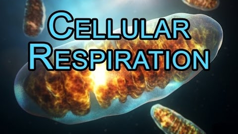 Thumbnail for Electron Transport Chain (ETC) - Oxidative Phosphorylation - Cellular Respiration - ANIMATION