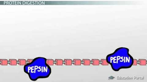 Thumbnail for Protein Digestion and Absorption (Process)