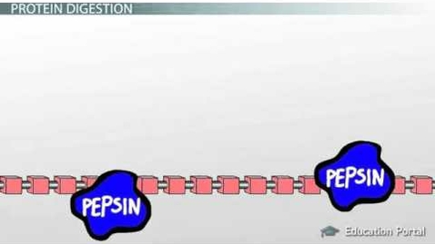 Thumbnail for entry Protein Digestion and Absorption (Process)