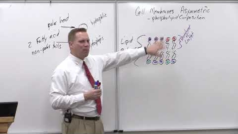 Thumbnail for Bio180 Membranes