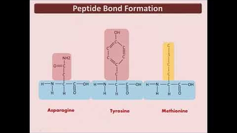 Thumbnail for BIO 180 Proteins