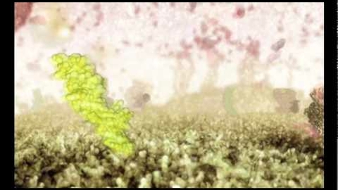 Thumbnail for How Cells Communicate: signalling molecules and transduction pathways