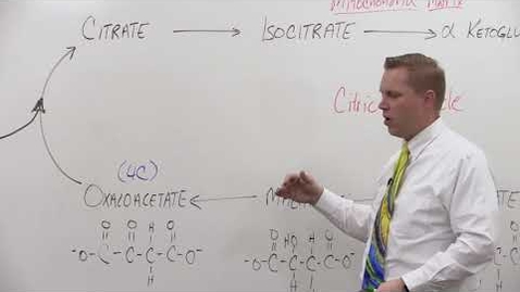 Thumbnail for Bio180 Citric Acid  Cycle