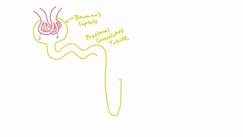 Thumbnail for entry Meet the Nephron of the Kidney - Anatomy/Structure