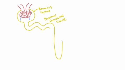 Thumbnail for Meet the Nephron of the Kidney - Anatomy/Structure