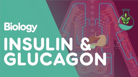 Thumbnail for Insulin and Glucagon | Physiology | Biology | FuseSchool