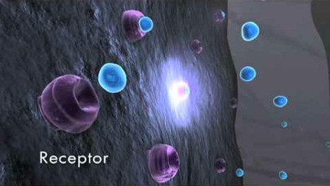 Thumbnail for Brain and Behavior