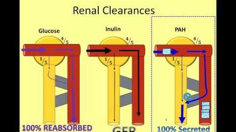 Thumbnail for The Nephron in Numbers: A Video of Renal Clearance