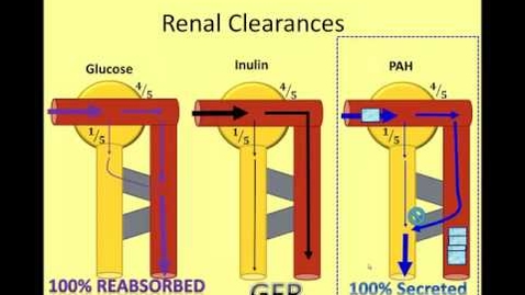 Thumbnail for entry The Nephron in Numbers: A Video of Renal Clearance