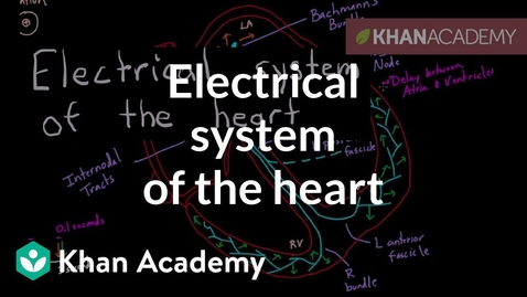 Thumbnail for Electrical system of the heart | Circulatory system physiology | NCLEX-RN | Khan Academy