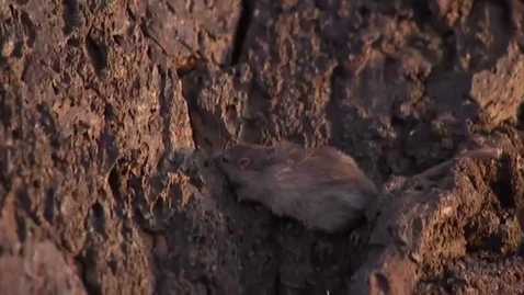 Thumbnail for Natural Selection and the Rock Pocket Mouse — HHMI BioInteractive Video