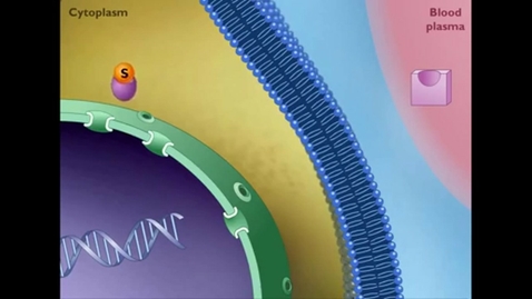 Thumbnail for entry Mechanism of STEROID HORMONE action