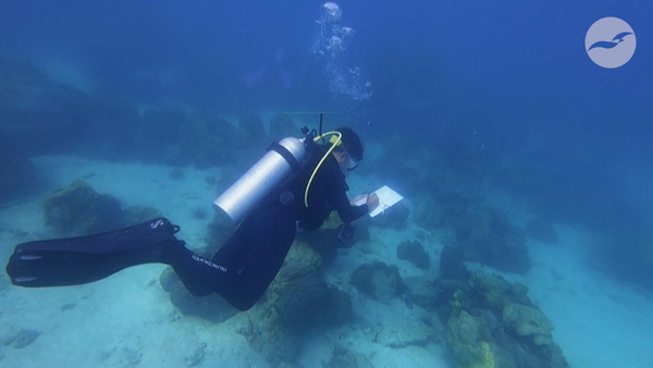 Yellow-band disease ravages Thailand's coral reefs