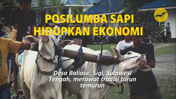 Posilumba Sapi hidupkan ekonomi wilayah pasca bencana dan pandemi di Sigi Sulawesi Tengah