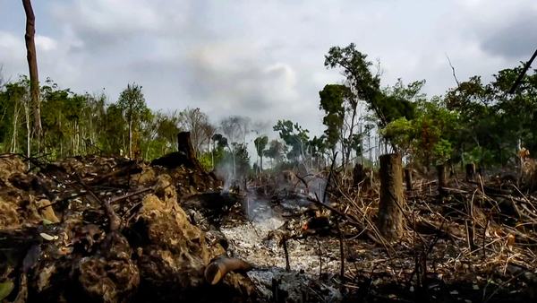 Illegal Logging and Corruption Threaten Cambodia's Last Intact Forest