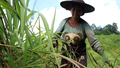 Myanmar’s lemongrass farmers struggle with China market out of reach
