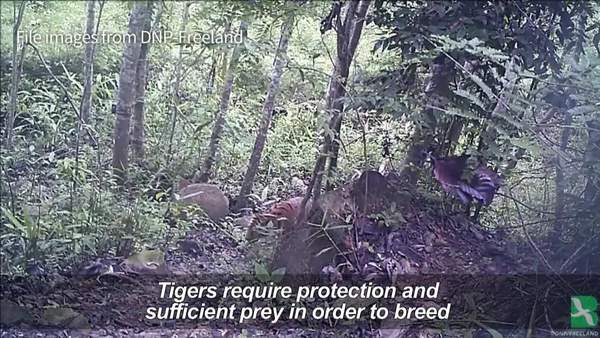 Thai Tiger-Cub Footage Gives Hope for Endangered Species