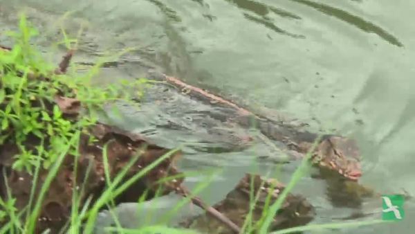 Bangkok Rounds Up Monitor Lizards