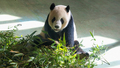 中國贈台大熊貓團團病情惡化　中國擬派二專家來台恐是見最後一面