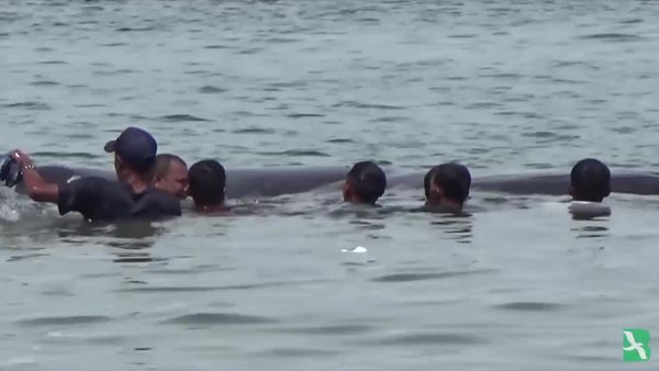 Indonesian Locals Come to Rescue of Beached Whales