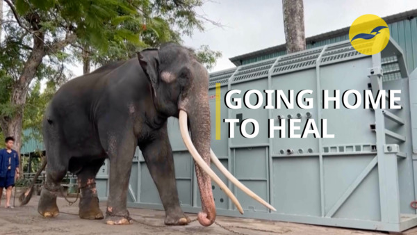Ailing Thai elephant in Sri Lanka to return home for treatment