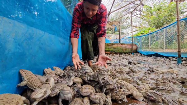 Myanmar’s frog breeders fall on hard times