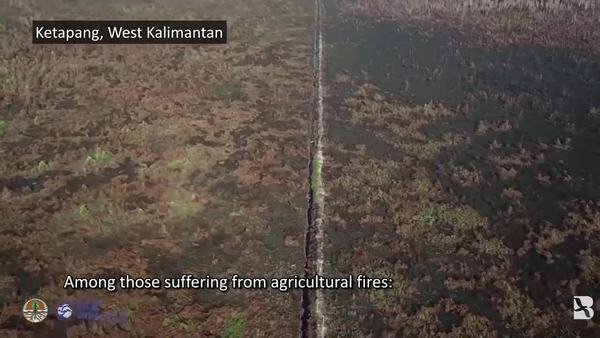 Indonesia: Mother and Baby Orangutans Rescued from Forest Fire 