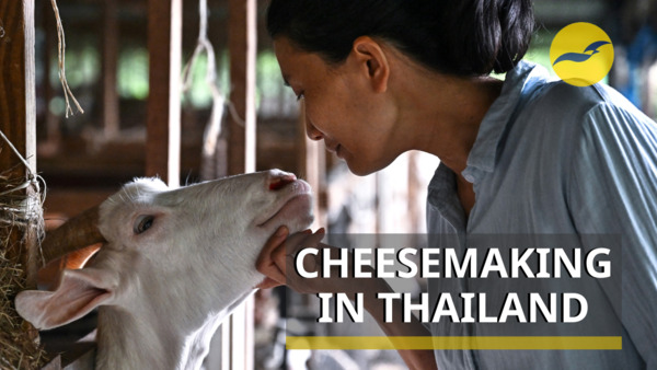 This former vet quit her Ph.D. studies to make goat cheese in Thailand