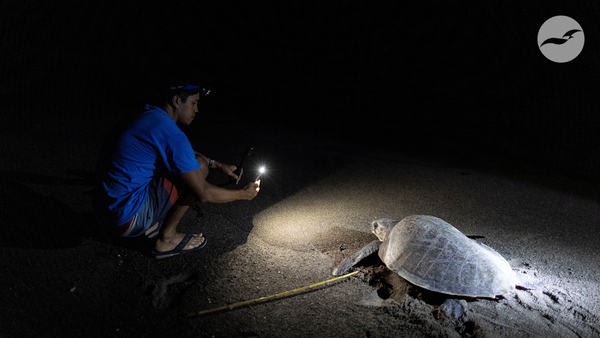 Former Filipino poachers fight to protect turtles