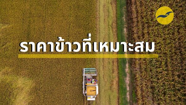 ราคาข้าวเริ่มสูงขึ้น ถือเป็นข่าวดีสำหรับเกษตรกรไทย