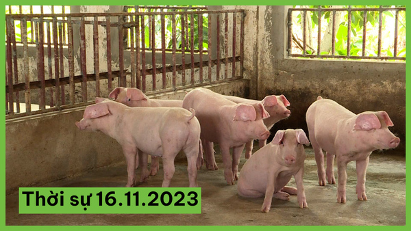 Dịch tả lợn Châu Phi lan rộng, Việt Nam lo thiếu thịt lợn dịp Tết Nguyên đán