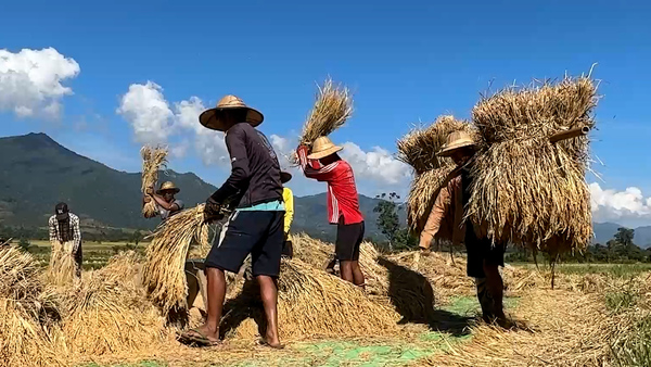 ‘We do it the same way our ancestors did’; ethnic Danu farmer in Myanmar’s Shan state