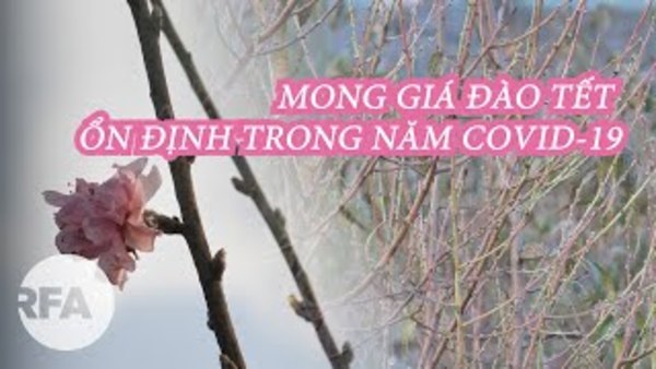 Người trồng đào Tết mong giá ổn định trong năm COVID-19…