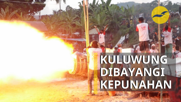 Adu meriam Kuluwung: menuju pelestarian atau kepunahan