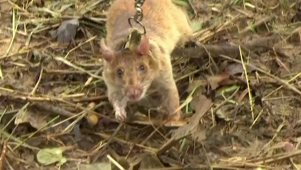 Cambodia Deploys New Army of Rat Recruits to Sniff Out Old Landmines