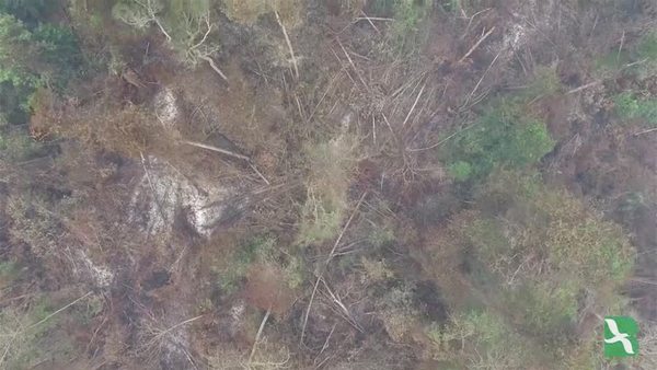 Kebakaran Hutan di Indonesia