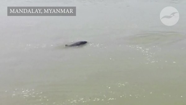 Bangladesh grapples with spate in Irrawaddy dolphin deaths