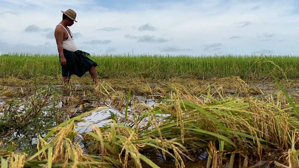 Flooding destroys huge swaths of farmland in Myanmar’s Bago region