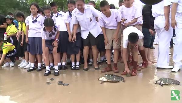 Thailand Frees 1,066 Turtles to Mark King's Birthday