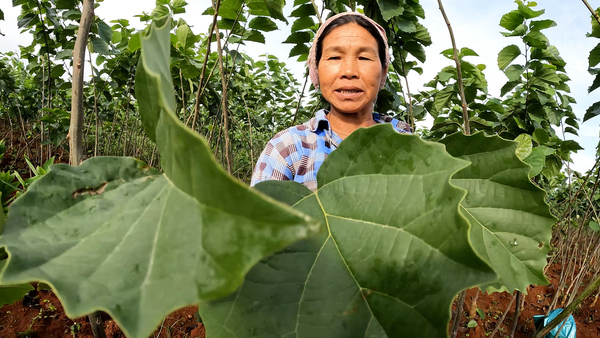 Farmers harvest leaves used to wrap cheroots, traditional Myanmar cigars